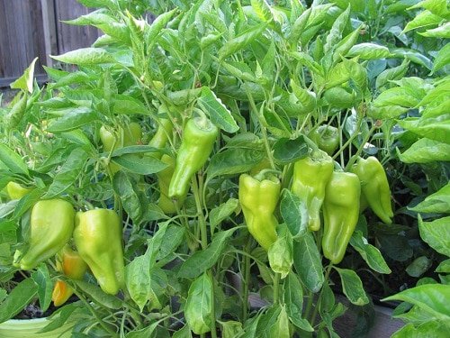 Types of Pepper 3