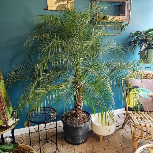 Houseplants that Reduce Dust and Particulate Matter