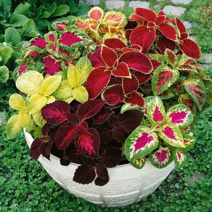 30 Best Coleus Varieties to Grow | Different Types of Coleus Plants