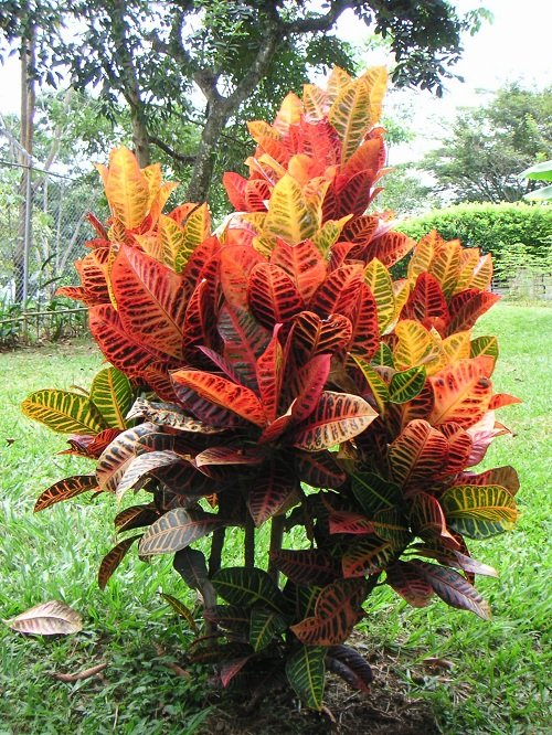 Types of Crotons 3