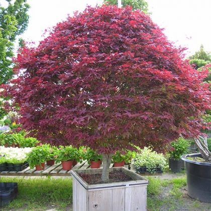 How to Grow a Japanese Maple Tree in a Pot | Balcony Garden Web