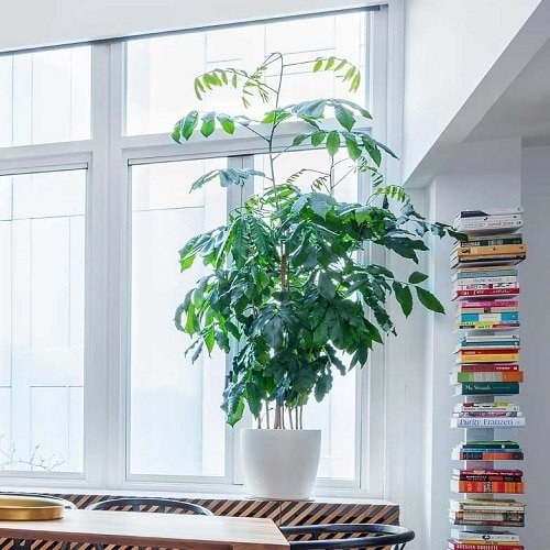 Best Large Indoor Plants-Natal Mahogany