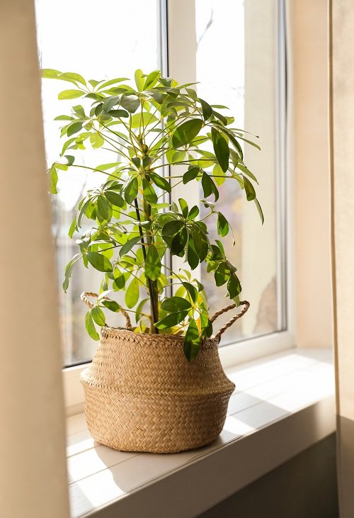 Best Indoor Plants for East Facing Windows 4