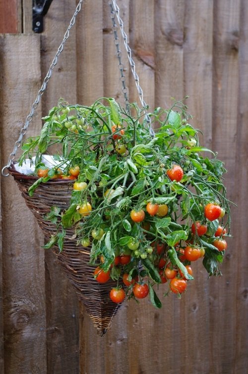 hanging  Tips to Grow More Vegetables in Small Space