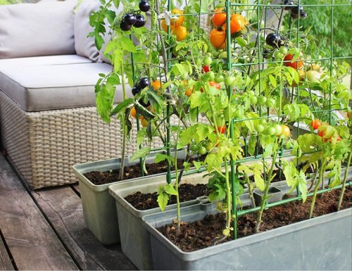 Best Tips to Grow More Vegetables in Small Space