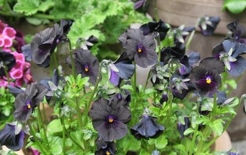 Black flowers 32