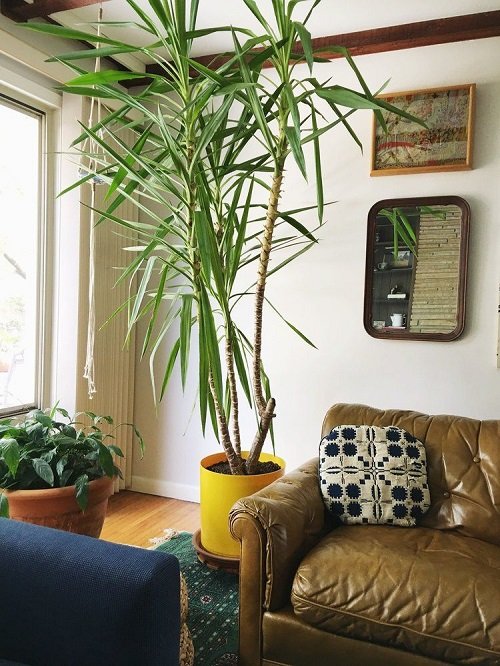 Best Large Indoor Plants-Yucca