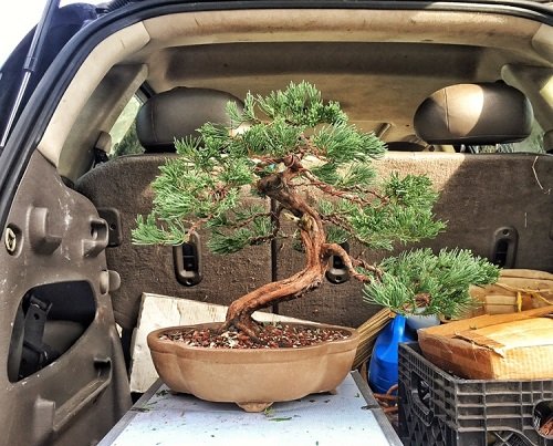 Plants You Can Grow in Car 3