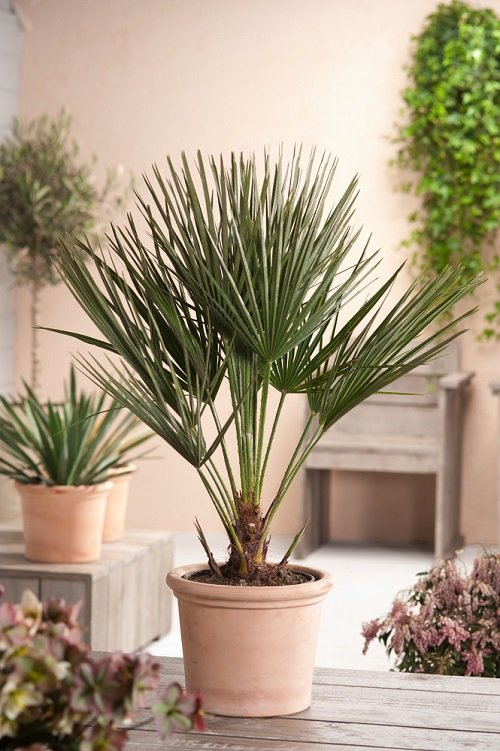 Best Large Indoor Plants-Majesty Palm
