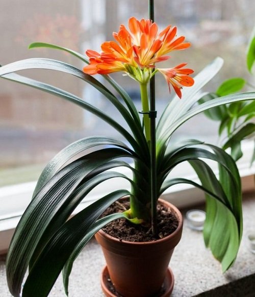 Best Indoor Plants for East Facing Windows 7