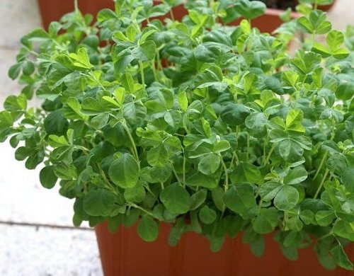 How to Grow an Indian Herb Garden 5