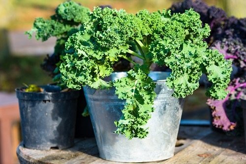 25 Best “Cut and Come Again Vegetables” for a Lot of Harvest! 2