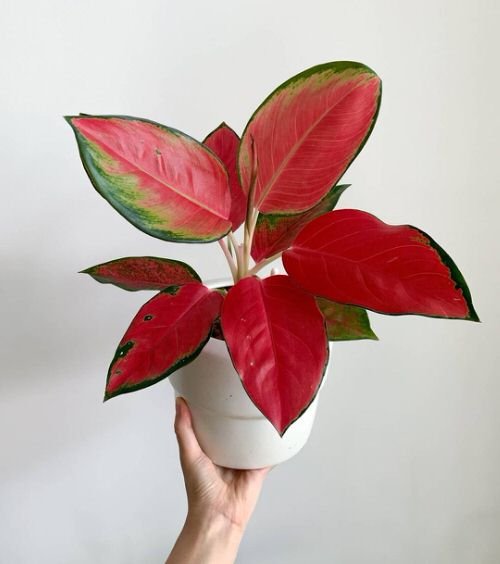 Aglaonema Care Tips to Keep It Red and Shiny 4