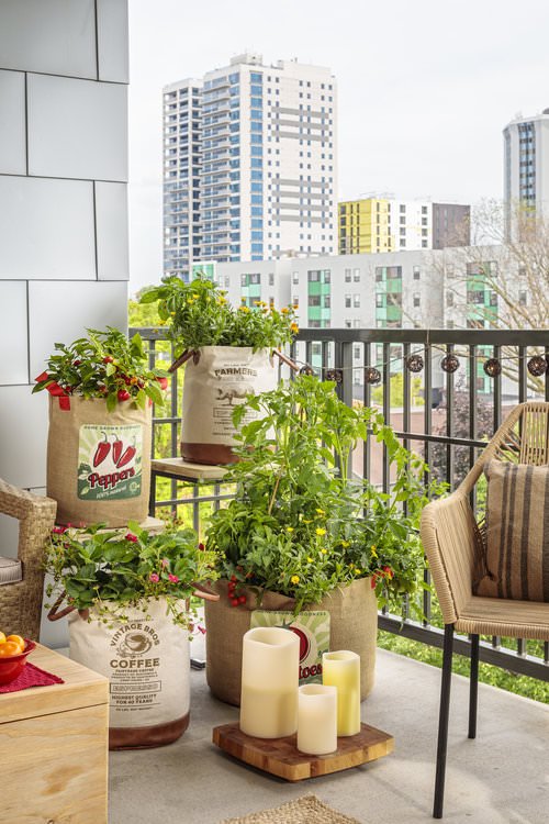 Top Tips to Grow More Vegetables in Small Space in balcony