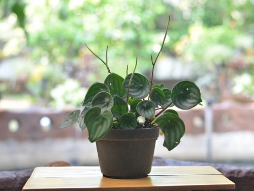 Best Indoor Plants for East Facing Windows 10