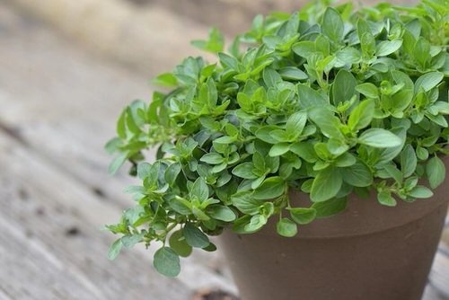 Herbs You Can Grow From Layering 10