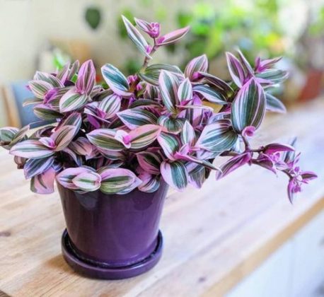 Tradescantia Nanouk Care | Growing Fantasy Venice