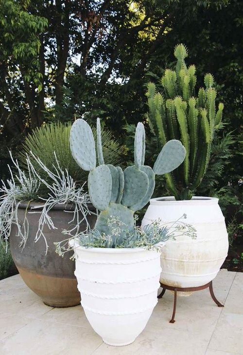 Best Architectural Plants to Grow in Containers 9