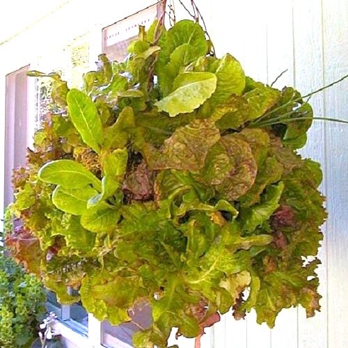 DIY Lettuce Globe Planter Ideas