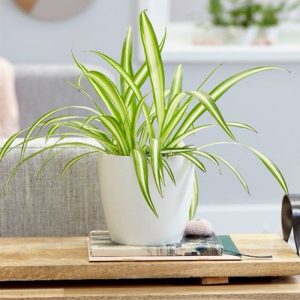 Spider Plant Care Indoors | Growing Spider Plant In Home