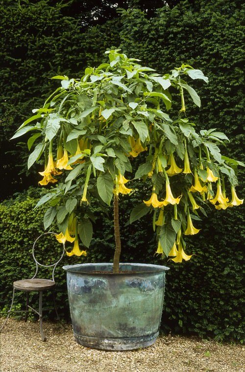 Flowers that Start with A-Angel’s Trumpet