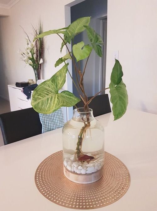 Plants in a Jar 26