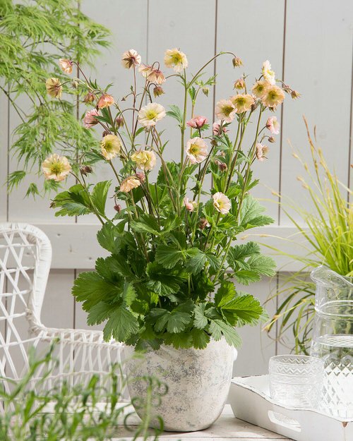 Flowers that Start with A-Avens