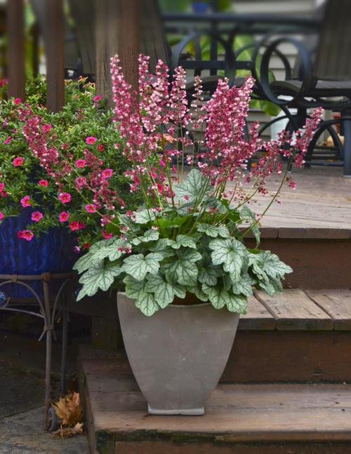 Best Architectural Plants to Grow in Containers 14