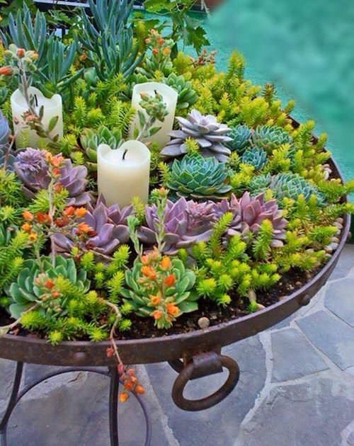 Outdoor Succulent Decoration Pictures 16