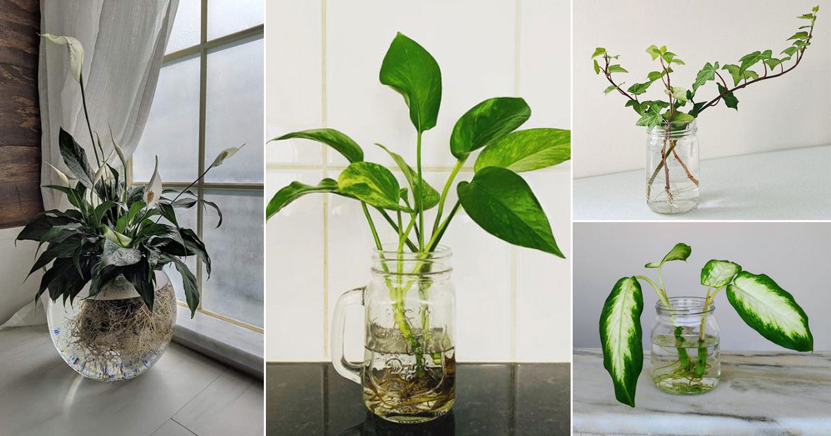 30 Stunning Indoor Plants in a Jar Ideas