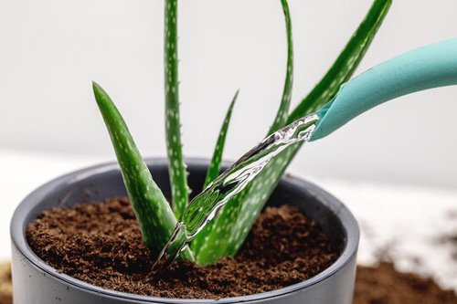 Tips for Never Ever Killing a Succulent