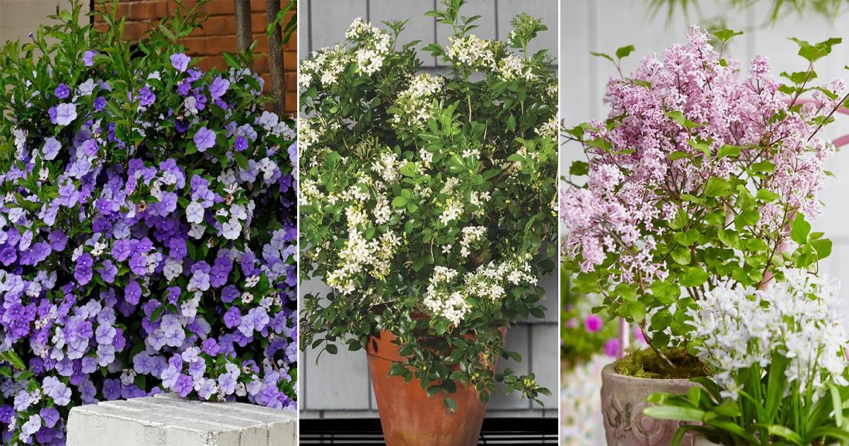 Creating a Fragrant Rooftop Flower Garden: Sweet-Smelling Blossoms  