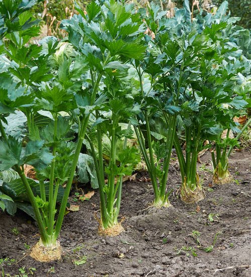 Vegetables that Grow Many from One 15