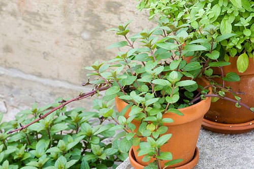 Herbs You Can Grow From Layering 6