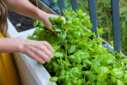Gardening Things You Should Never Do in the Afternoon 5