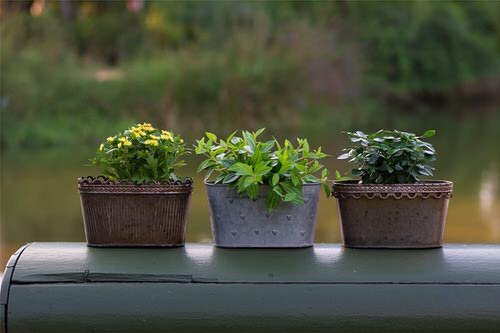 Best Places to Find Free Gardening Containers 3