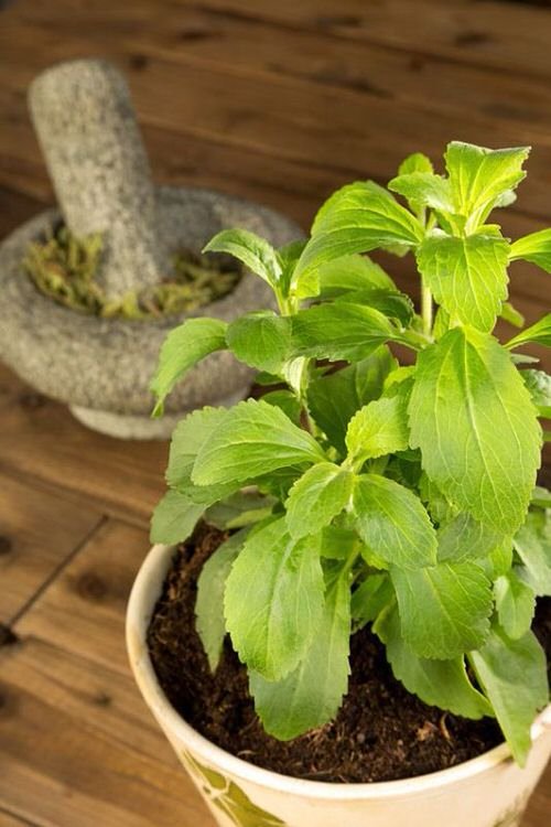 Herbs You Can Grow From Layering 9