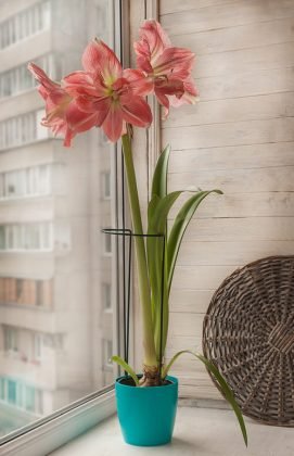 34 Beautiful Flowers that Start with A | Balcony Garden Web