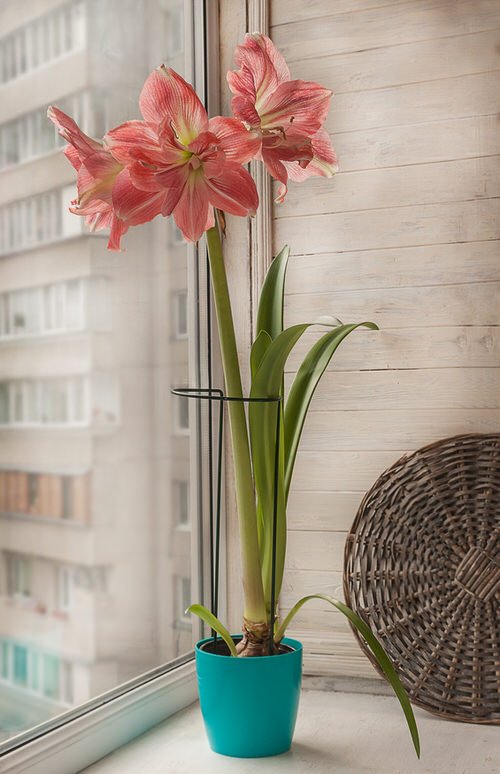 Flowers that Start with A-Amaryllis