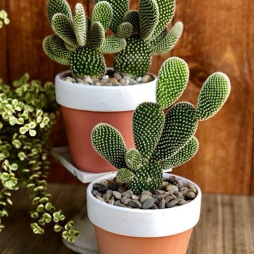 Best Air Purifying Succulents 7