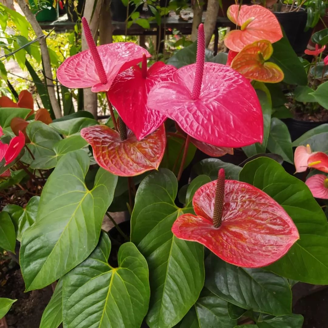 How to Force Anthuriums to Bloom Faster 4