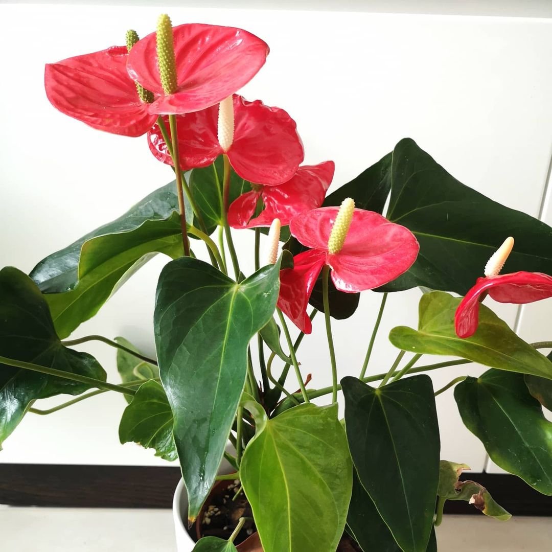 How to Force Anthuriums to Bloom Faster 8