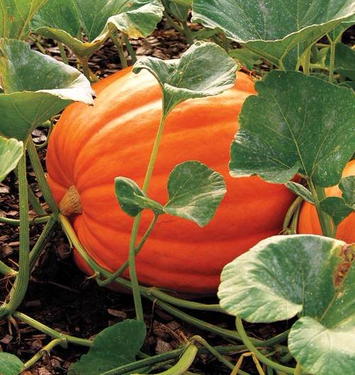 Different Types of Pumpkin Varieties 2