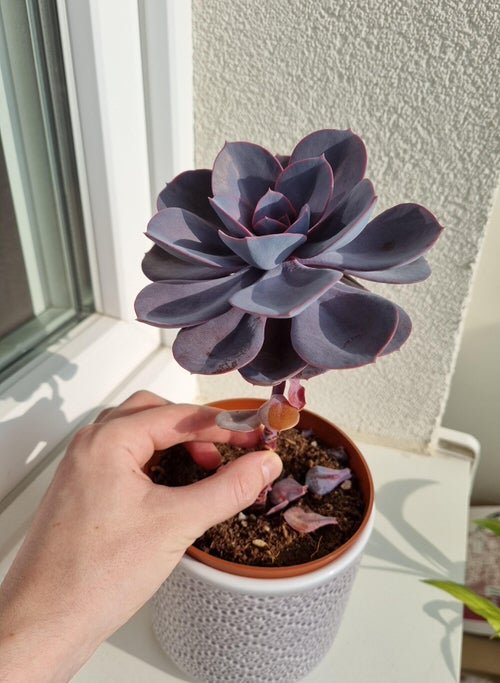 Common Succulent Problems and Solutions 8