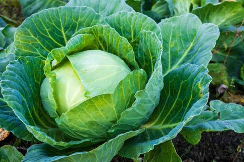 Cabbage Growing Tips No One Will Tell You 10