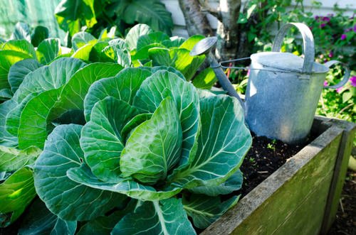 Cabbage Growing Tips No One Will Tell You 3