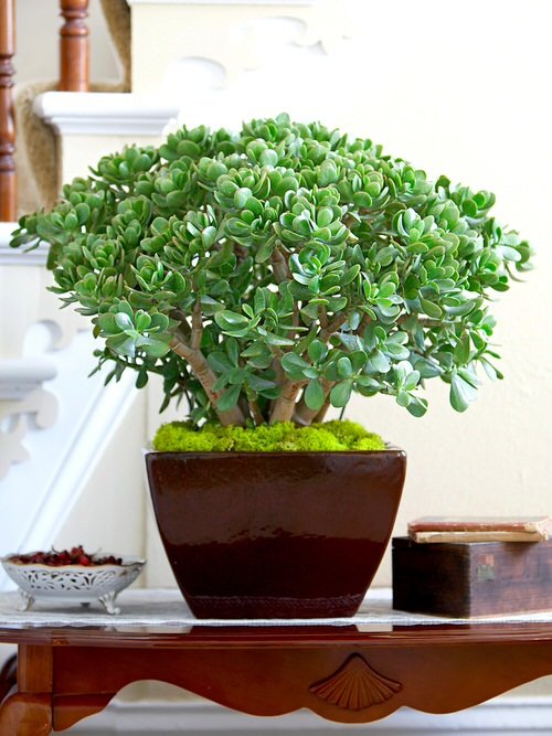 Best Air Purifying Succulents 2