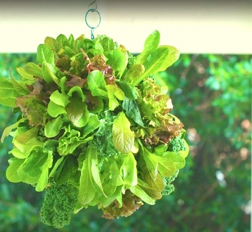 DIY Lettuce Globe Planter Ideas 2