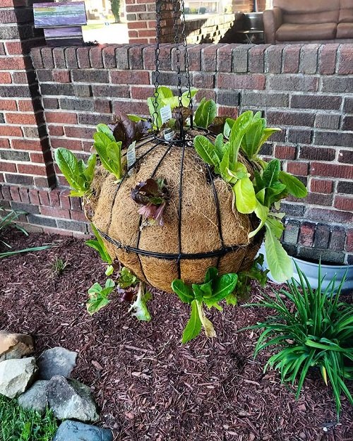 DIY Lettuce Globe Planter Ideas 3