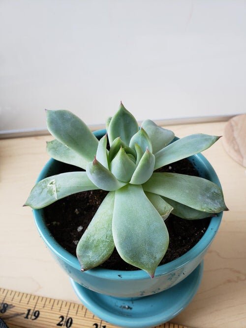 Common Succulent Problems and Solutions 6